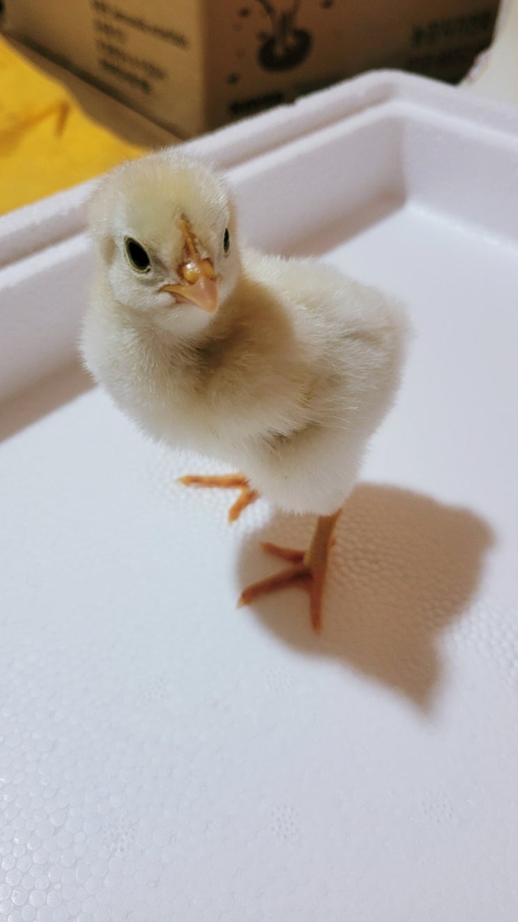 시판달걀로 병아리 부화시켜서 닭이 되었어요