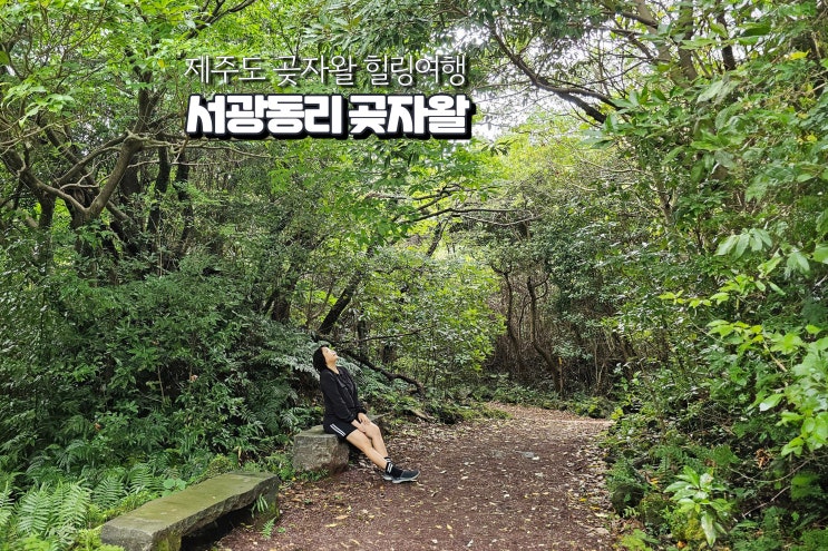  국내 힐링 여행 제주도 서광동리 곶자왈 제주 숲길