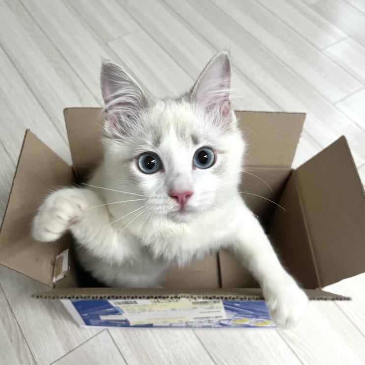  우리집 고양이 랙돌 성격 특징