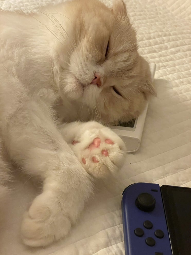  스코티쉬 폴드 고양이 키워본 나의 솔직 후기