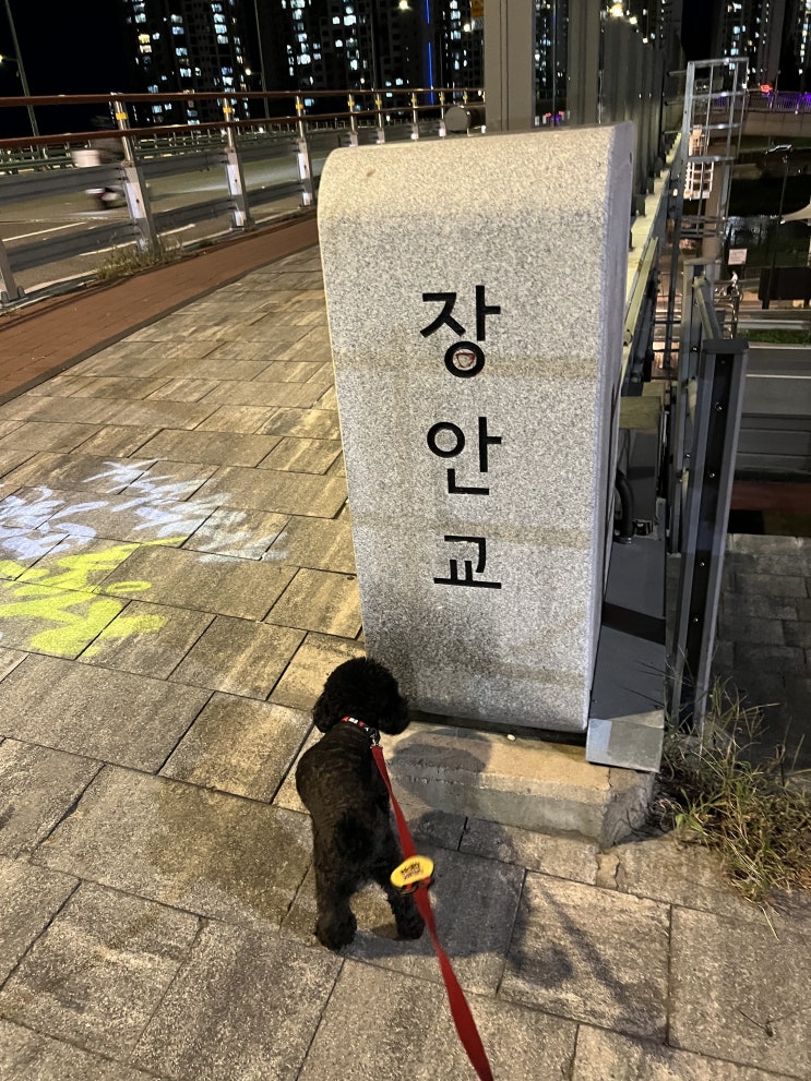  장안동 무료 강아지 운동장 다녀왔어요~!