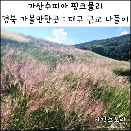  경북 가볼만한 곳 10월 가산수피아 핑크뮬리 아이와 대구 근교 가볼만한 곳