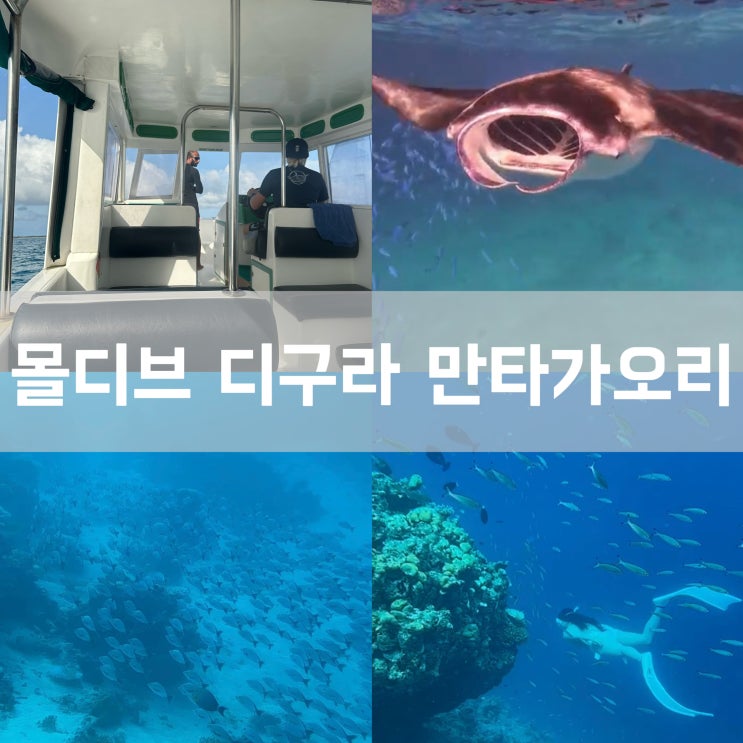  몰디브 자유여행 디구라 로컬섬 - 만타 가오리 스노쿨링 마스크 장비 대여 프리다이빙 익스커션 투어 가격