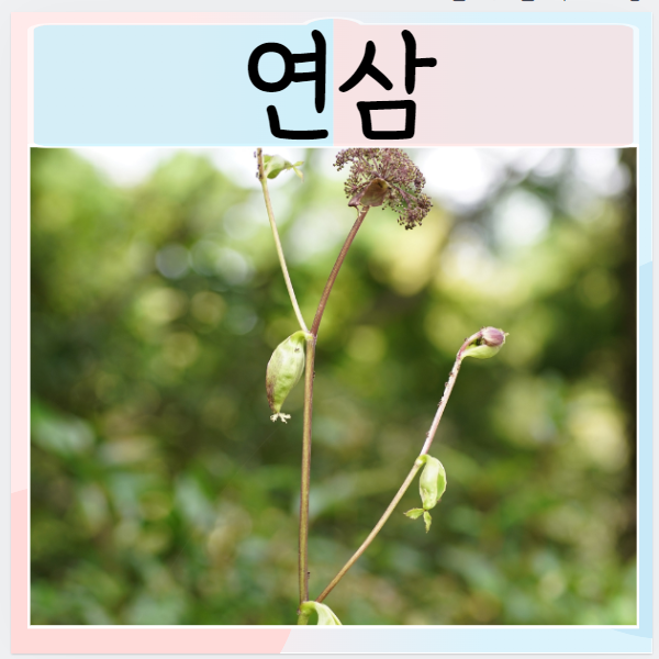  연삼효능 먹으면 좋은점과 장점