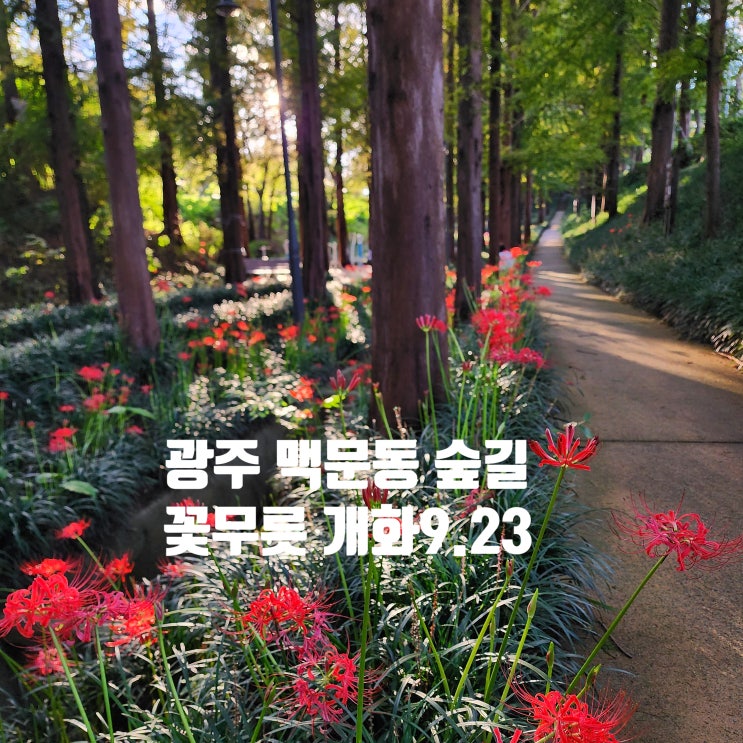  〔전남광주〕-광주 꽃무릇 명소 맥문동 숲길-광주 문흥동 메타세쿼이아 길과 꽃무릇-광주 맥문동 숲길 꽃무릇 개화 상태  24.9.23