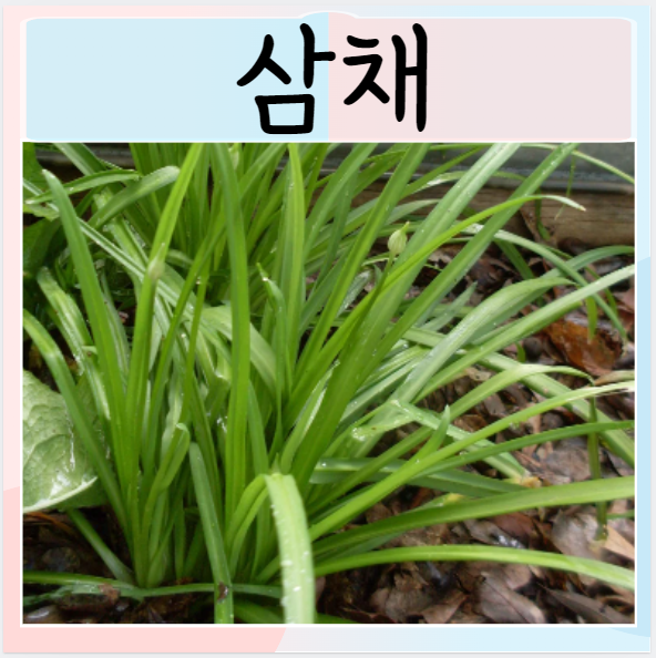  삼채효능 먹으면 좋은점 단맛과 쓴맛 매운맛 효능