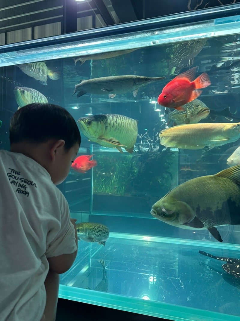 아쿠아가든 일산] 250억짜리 신상 수족관 카페 아이들이 좋아하는 물고기 가득, 무질서 속 혼돈 솔직 후기 : 네이버 블로그, image size:800x1067