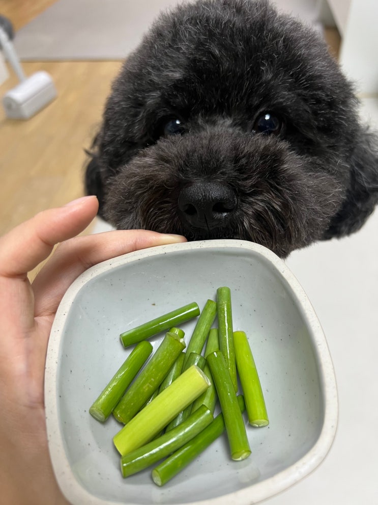  강아지 마늘쫑 먹으면 안되는 음식 먹었을 때 증상은?
