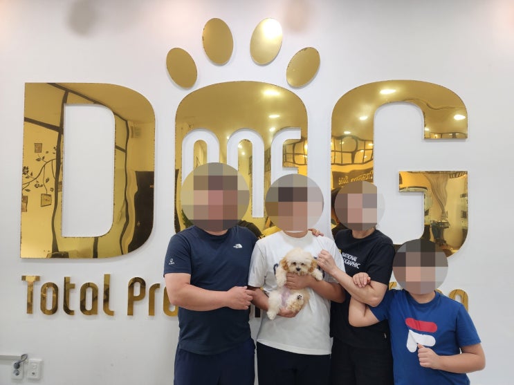  세종시 강아지 분양 추천 – 원독에서 만난 귀여운 토이크림푸들 이야기