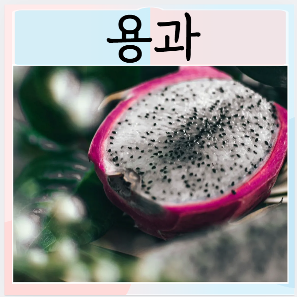 용과 과일 먹으면 좋은점 효능은?