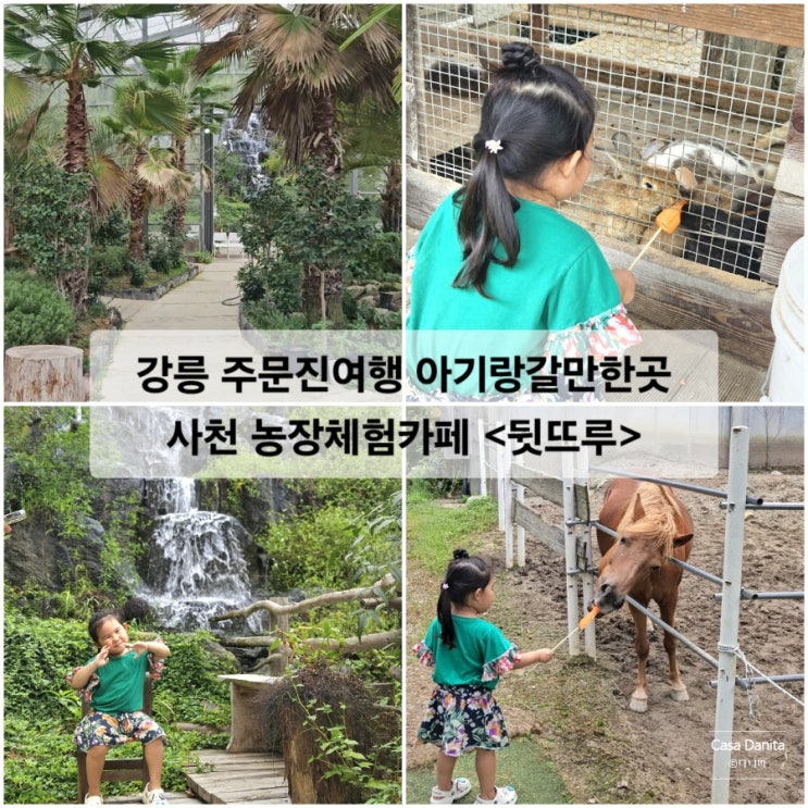  주문진여행 강릉 아기랑갈만한곳 사천 농장체험카페 뒷뜨루