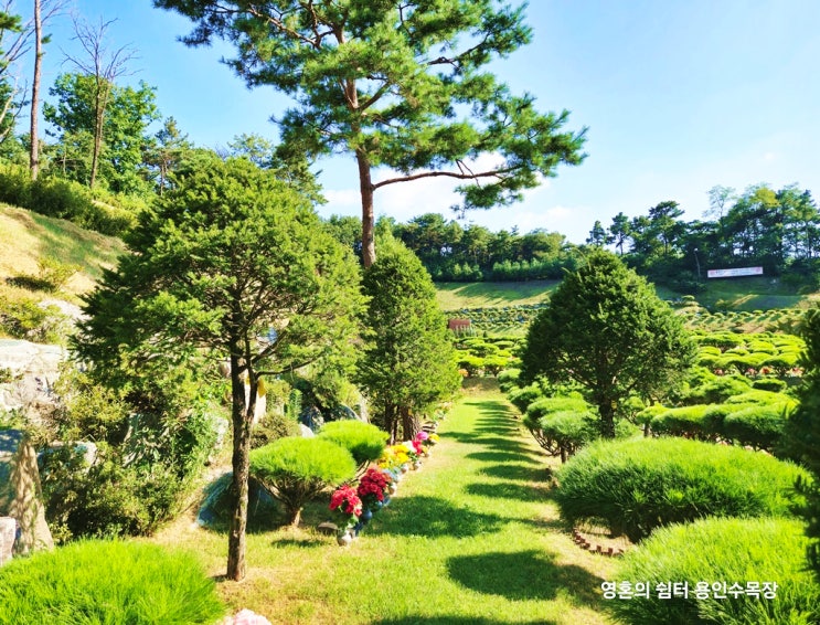  용인수목장 가격 기간 자세하게
