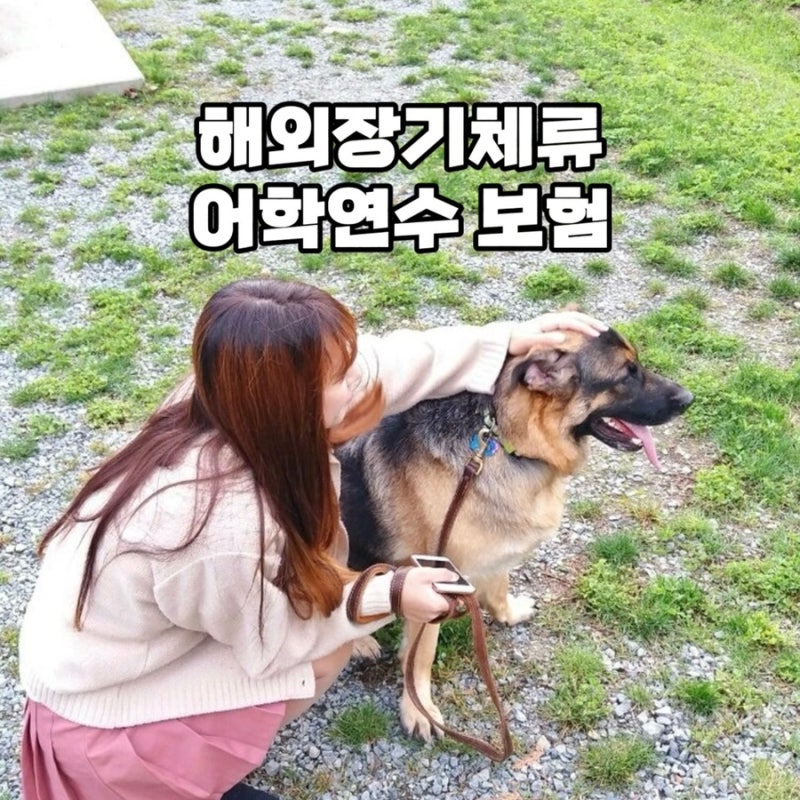 어학연수 준비 중이라면? 캐롯 해외장기체류보험 추천해요!