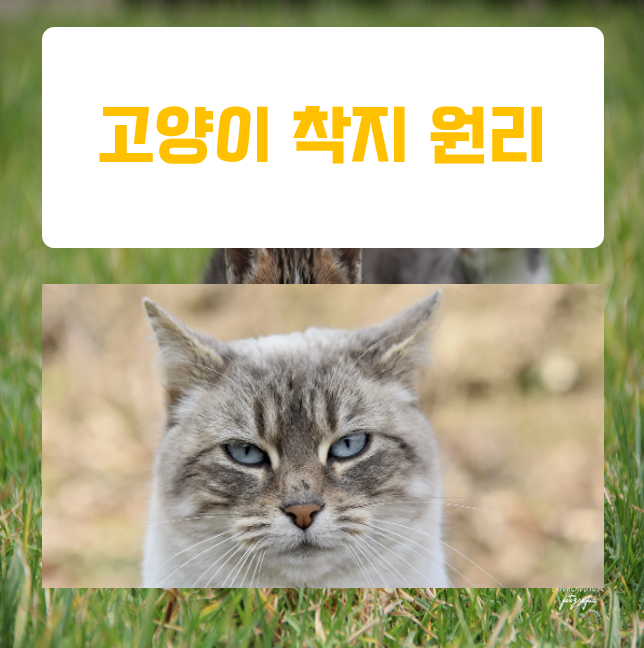  고양이가 항상 발로 착지하는 비밀- 과학적 원리