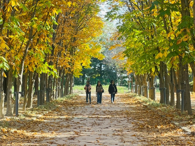  경주 가을여행 은행나무 사진명소 이대로만 가세요