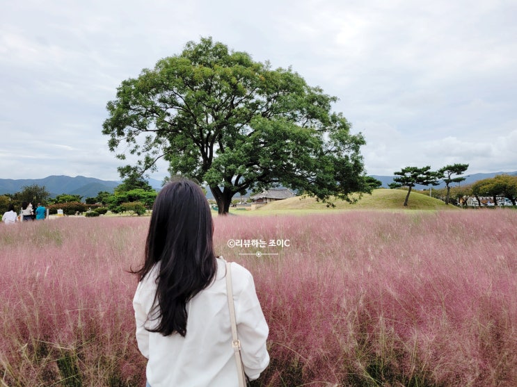  경주로 가을 꽃놀이 떠나볼까