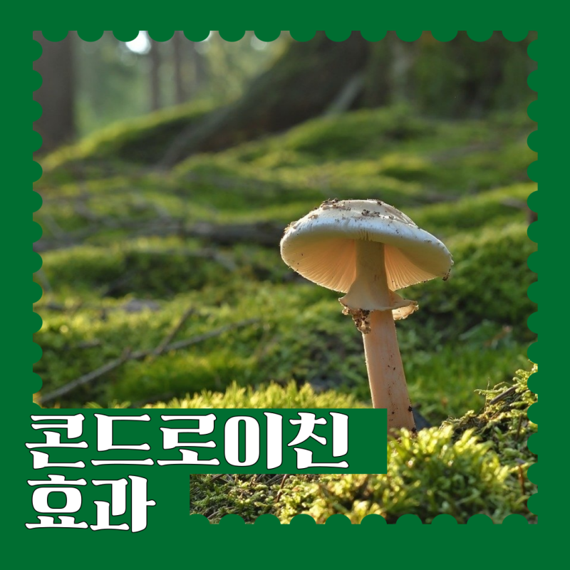 손목 관절 영양제 효과 추천 및 지성 콘드로이친 추천이유