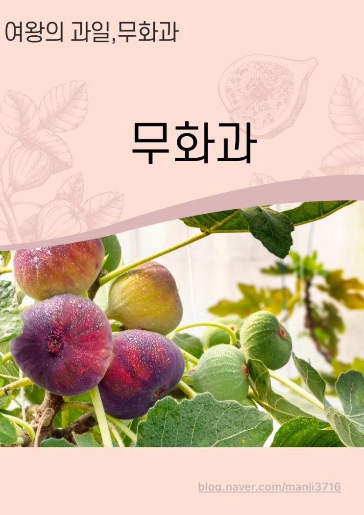  무화과의 효능 및 부작용, 가을 제철과일 무화과