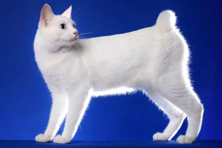  당신이 알아야 할 15가지 흰 고양이 품종