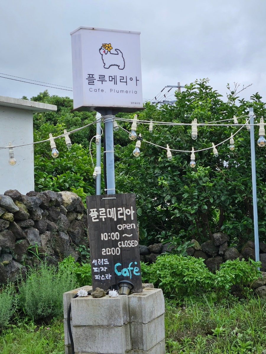 플루메리아 사진 1