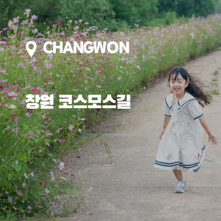  창원에서 만나는 가을, 주남저수지  동읍 무점마을 코스모스