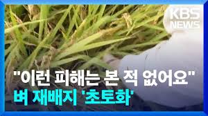"이런 피해는 본 적 없어요"…벼 재배지 '초토화' "이런 피해는 본 적 없어요"…벼 재배지 '초토화'