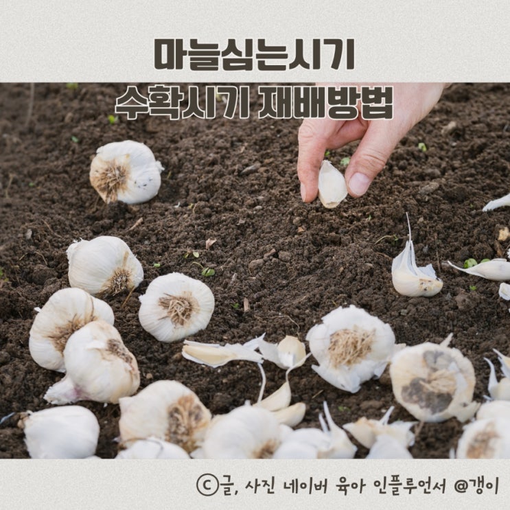  마늘심는시기 홍산마늘심는시기 수확시기 재배방법