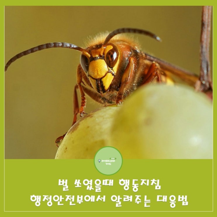  벌쏘였을 때 행동 지침: 행정안전부에서 알려주는 안전한 대응법