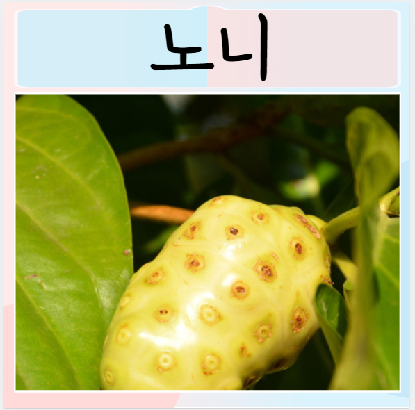  노니 효능은? 주의사항 먹으면 좋은점 장점