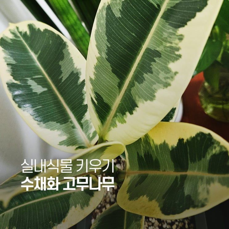  수채화 고무나무 키우기