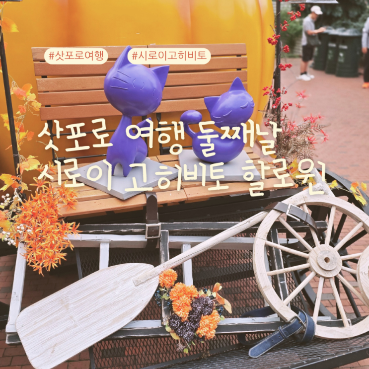  삿포로여행 오타루투어 마지막은 시로이고히비토