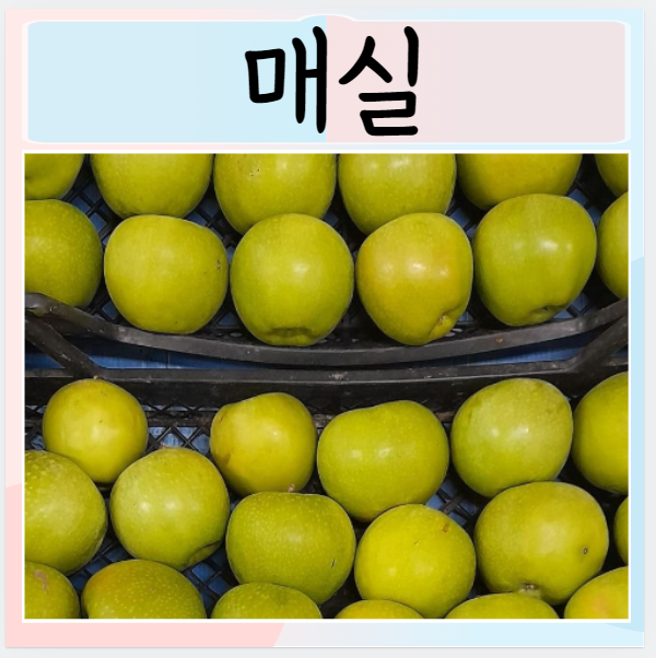  매실 칼로리 먹는법 일본 한국매실 차이 효능