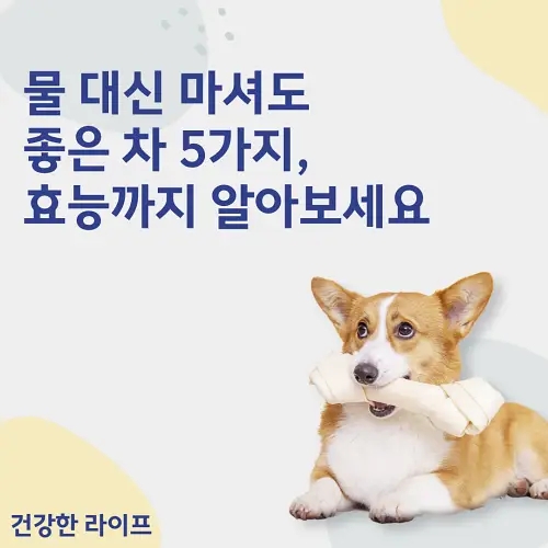  물 대신 마셔도 좋은 차 5가지, 효능까지 알아보세요