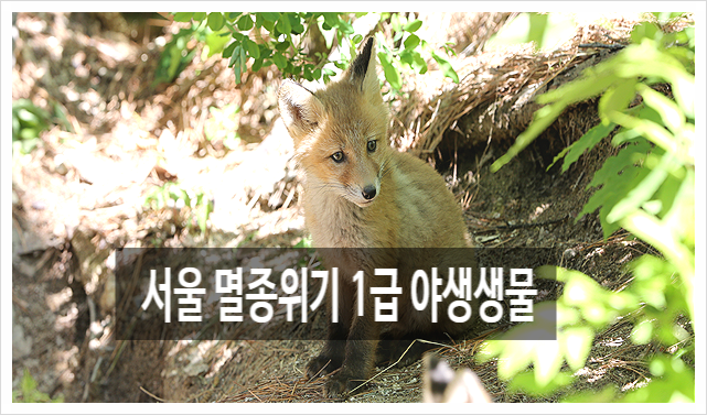  서울 멸종위기 1급 야생생물 동물 수달 연간 로드킬 211건