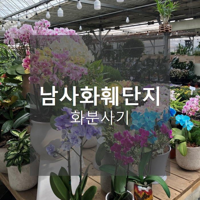  용인 남사화훼단지_보석 금전수 구매하기