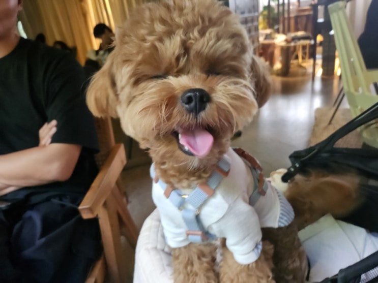  메롱하는 밤이