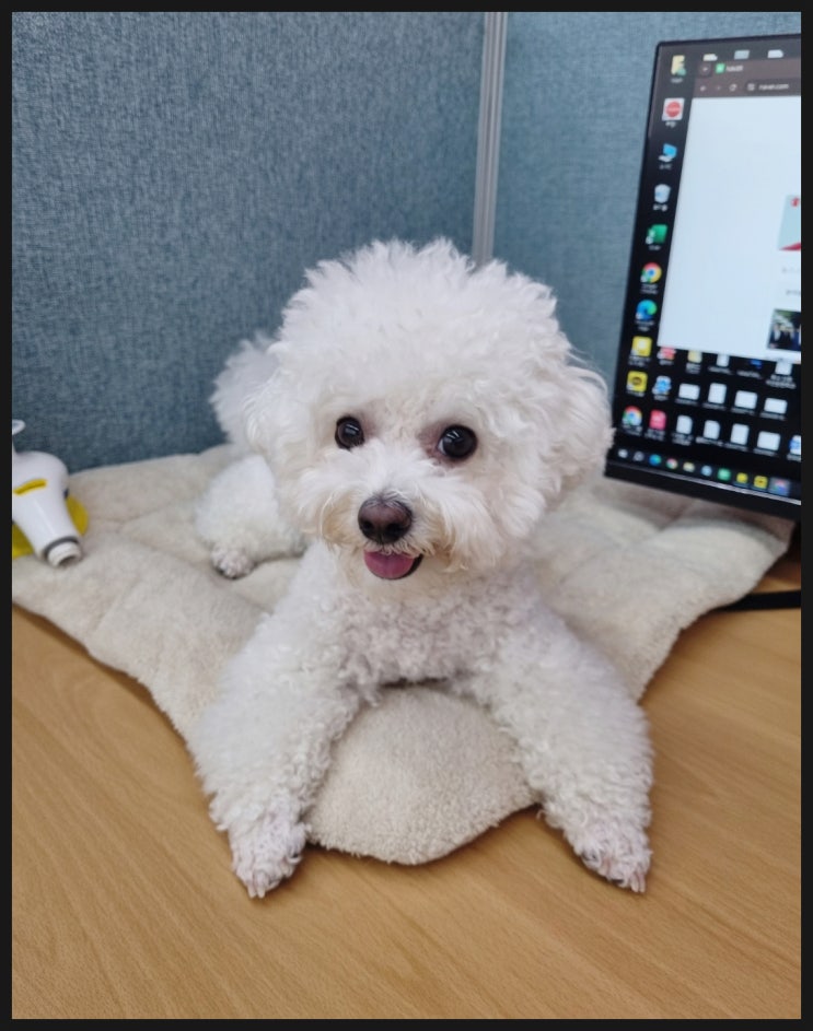  애견미용사 대체불가직업 희소성 높은 전문기술직!