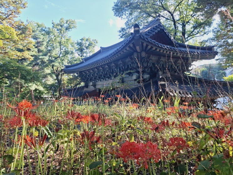  [서울 성북구] 꽃무릇 보러 길상사로
