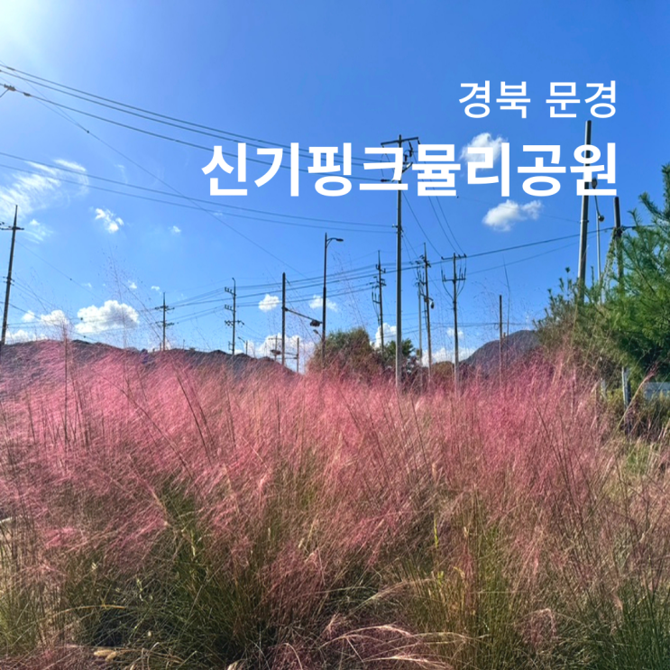  문경 신기핑크뮬리공원 경북 10월 가볼만한곳