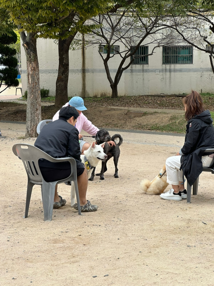 백구의 <b>반려견 순찰대</b> 합격기 (서울시<b>반려견순찰대</b> 시험... 