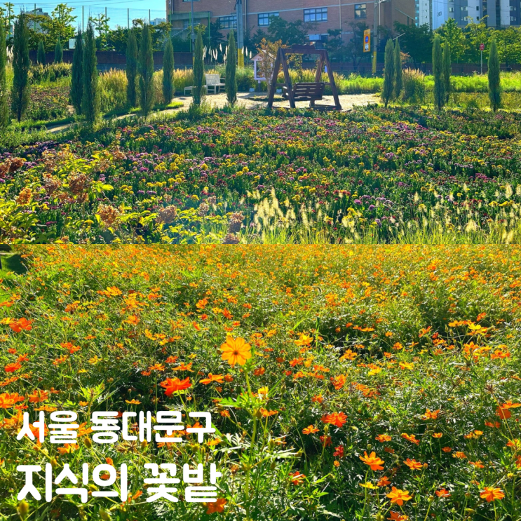  9월 10월 가을 꽃구경 지식의꽃밭 코스모스 버베나 해바라기
