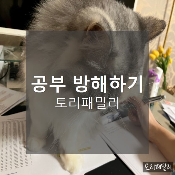  토리패밀리, 공부 방해하는 미니미