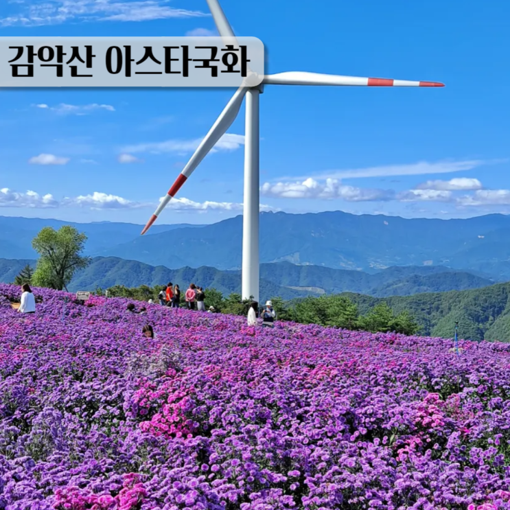  거창 감악산아스타국화 축제 2024년도는 성공!