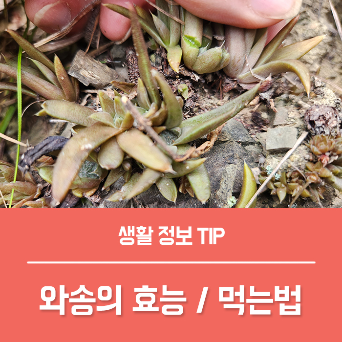  와송 효과 부작용, 와송의 효능 와송 키우기 먹는법 총정리!