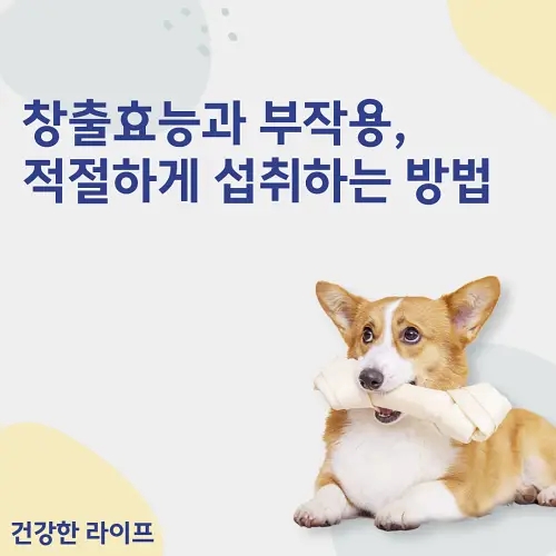  창출효능과 부작용, 적절하게 섭취하는 방법