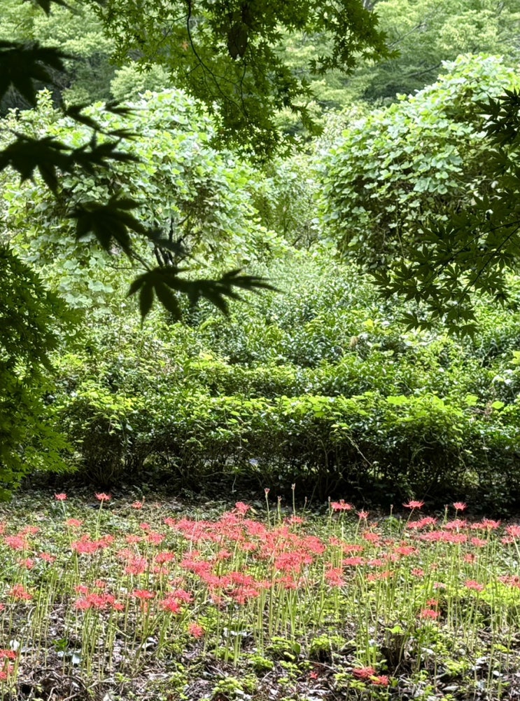  알레버스로 다녀온 고창 선운산 일주 산행, 꽃무릇 아직 피어나는중 (산행일 24.9.22)