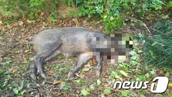 멧돼지 <b>당진</b>, <b>멧돼지</b> 침입, 한국, 당진에서 멧돼지 22마리 발견!