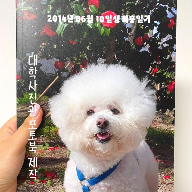  경북 경산 대학사진관에서 비숑 포토북 제작했는데 만족️ 또 제작