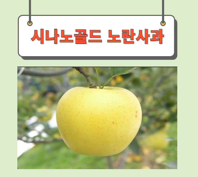  시나노골드 노란사과 수확시기 완벽정리