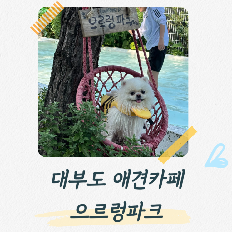  대부도 애견카페 더 늦으면 못 가는 애견수영장 넓은 으르렁파크